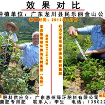 龙川油茶相片