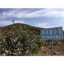 河源麻布岗琪丰基地