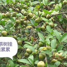 油茶树挂果累累